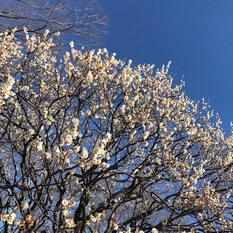 長寿