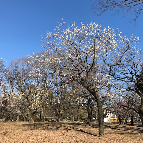 宇治の里