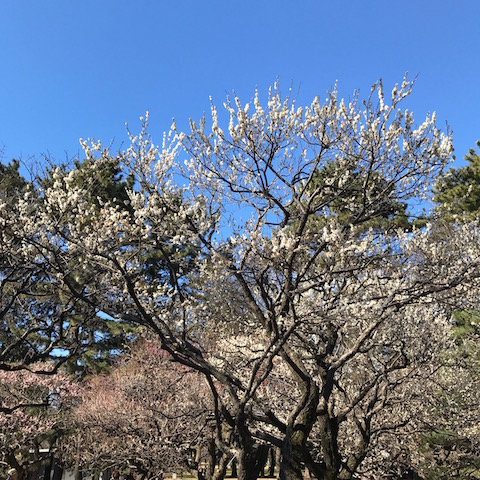 八重冬至