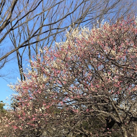 紅白の梅