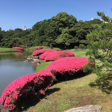 六義園のツツジ