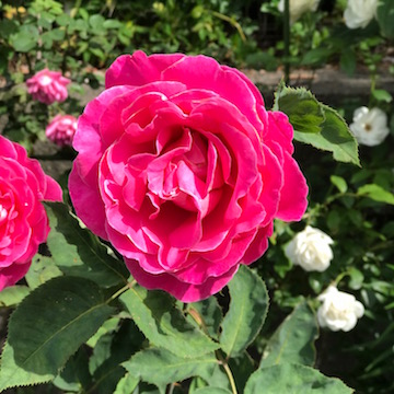通勤路の花壇