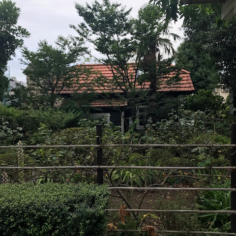 小屋の裏の樹木