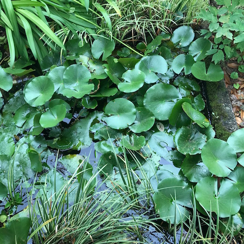 池の蓮