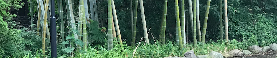 公園の竹林