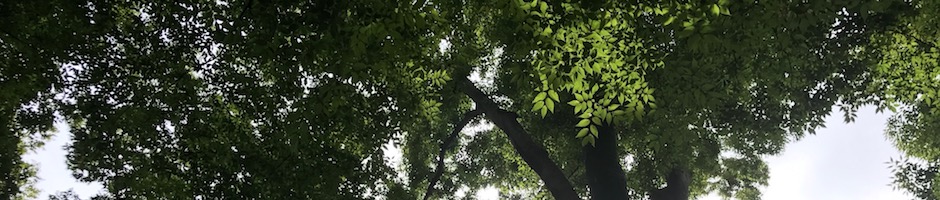けやきの木漏れ日