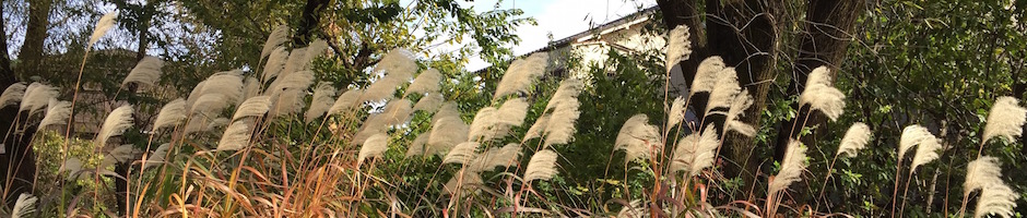 公園のすすき