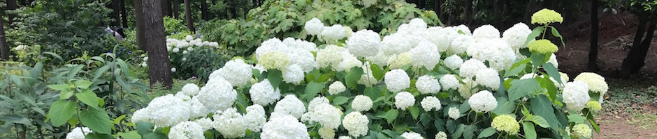 紫陽花