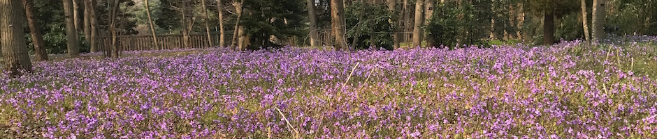 小金井公園のヤブラン