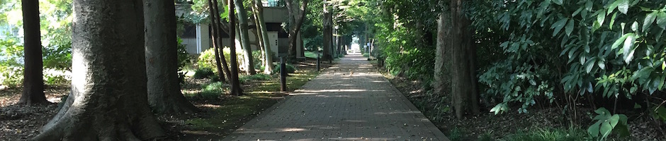 大学の散歩道