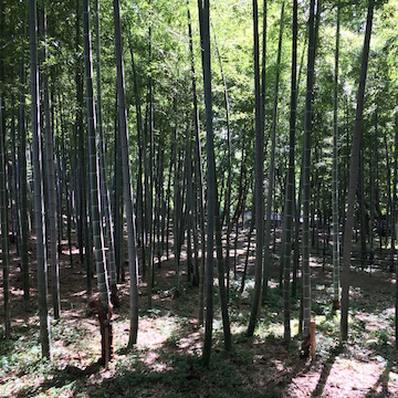 大塚古墳の竹林