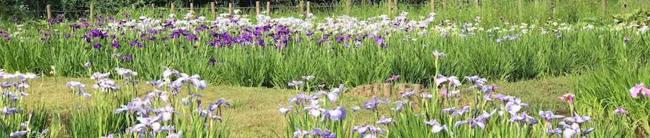 神代植物園、睡蓮室