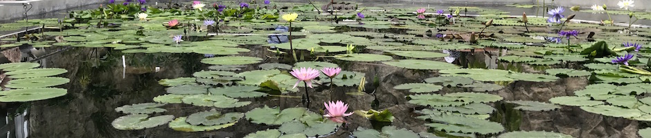 神代植物園、睡蓮室