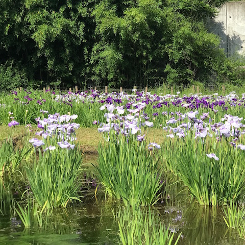 菖蒲