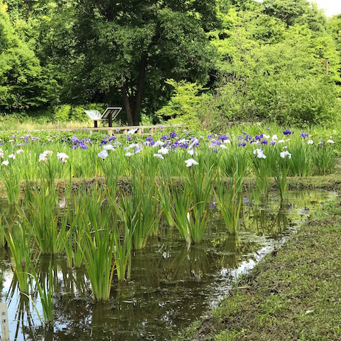 菖蒲
