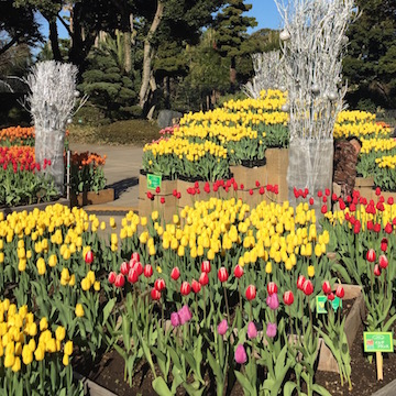 チューリップ園