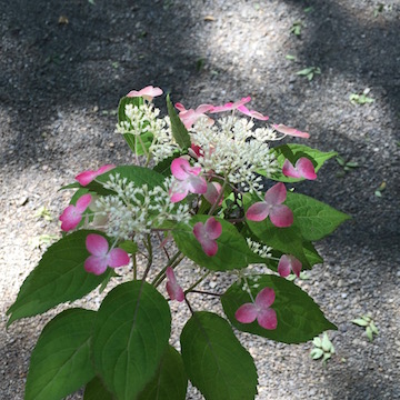 額紫陽花 くれない
