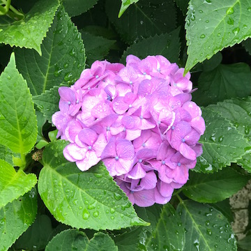 6/15