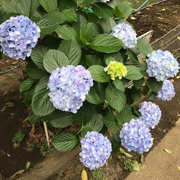 6/8