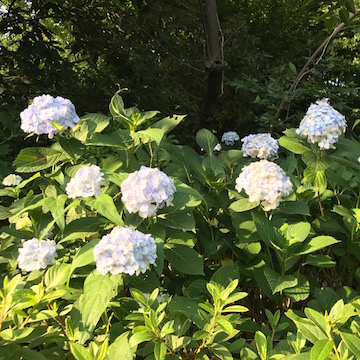 けやきコミセンの紫陽花