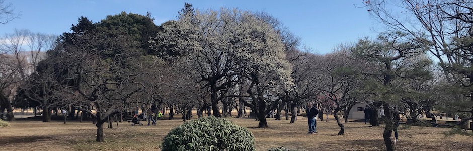小金井公園 梅園