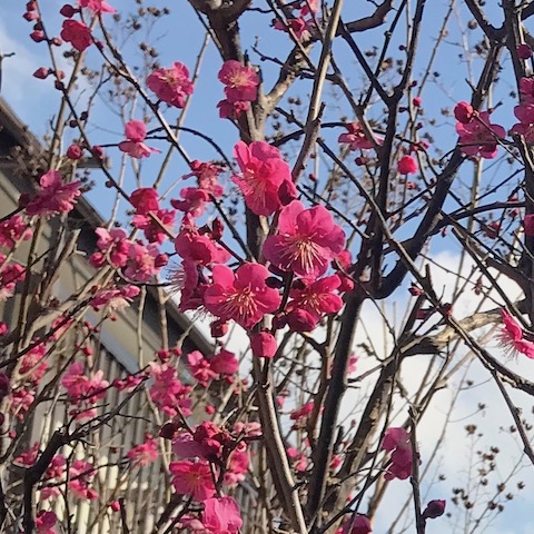 満開の紅梅