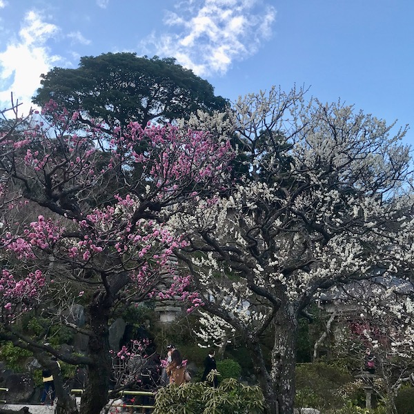 長谷寺の梅