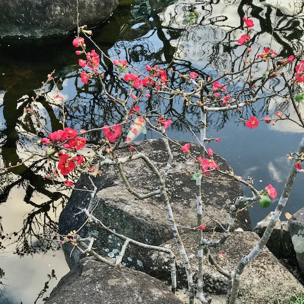 紅梅