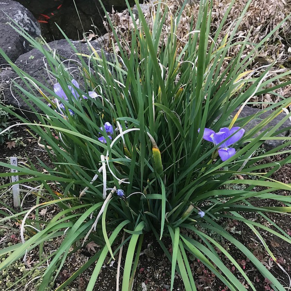 寒咲菖蒲