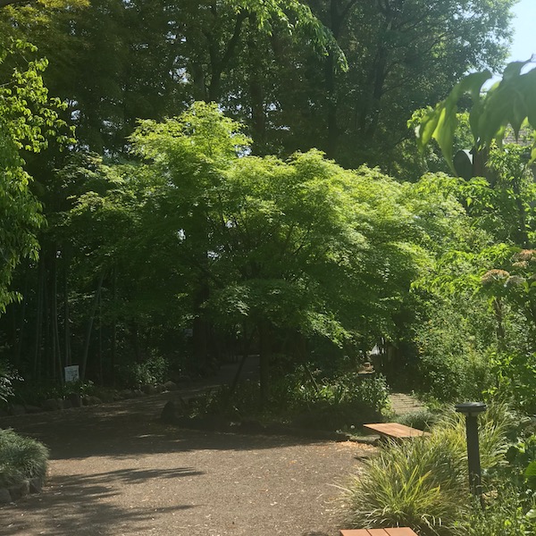 木の花小路公園の緑
