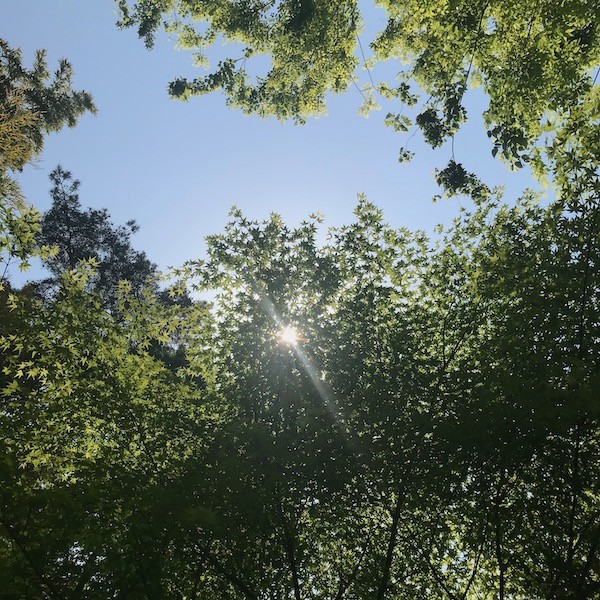 木漏れ日