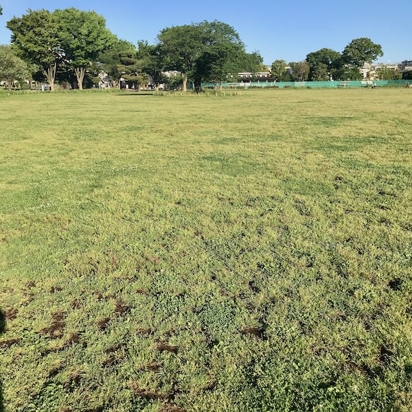 公園の芝生