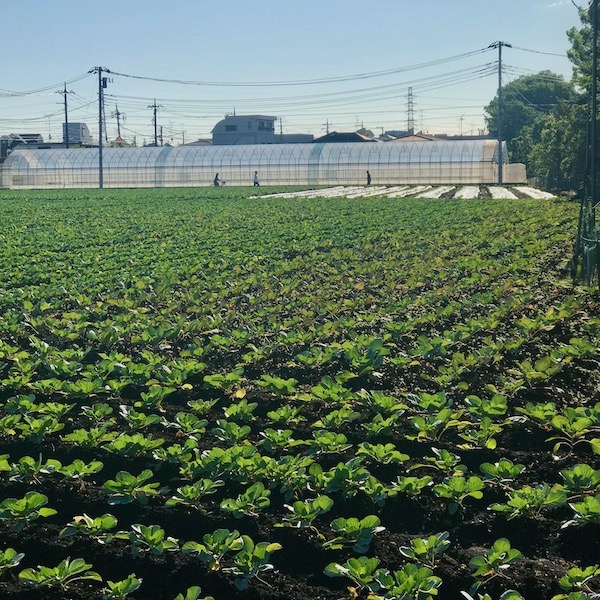 東京の畑