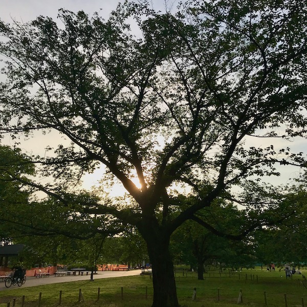 西陽を浴びる木