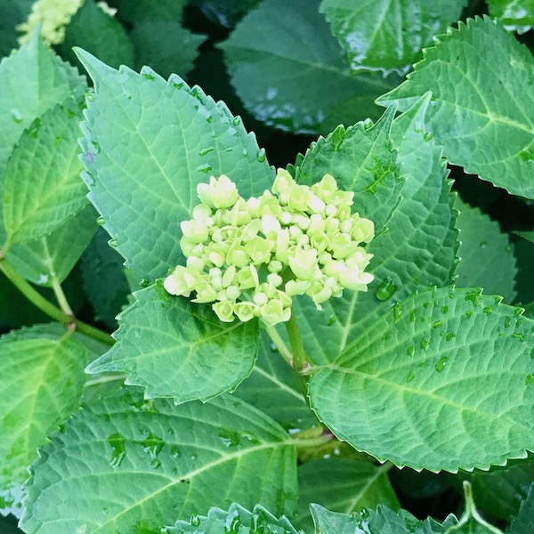 6月を待つ紫陽花
