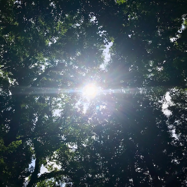 木洩れ日