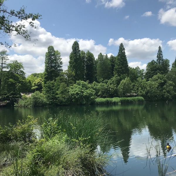 公園の池