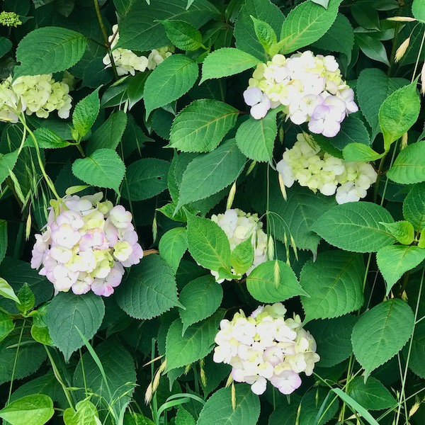 色づきはじめた紫陽花