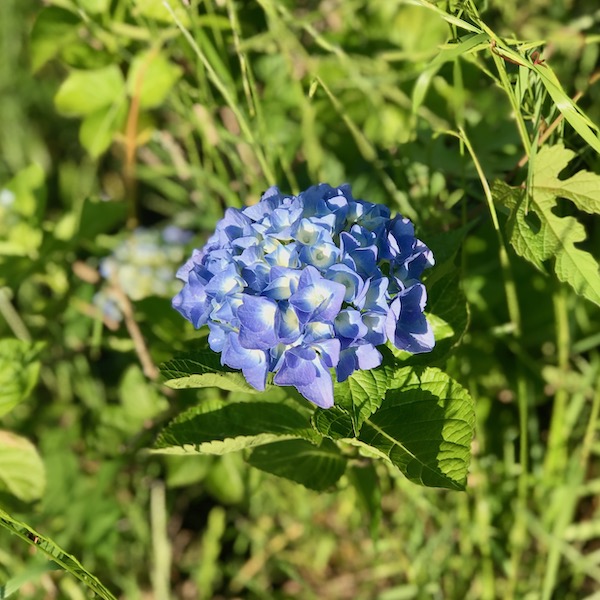 一輪の紫陽花