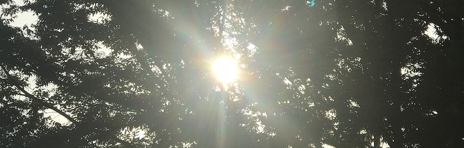 夏の木漏れ日