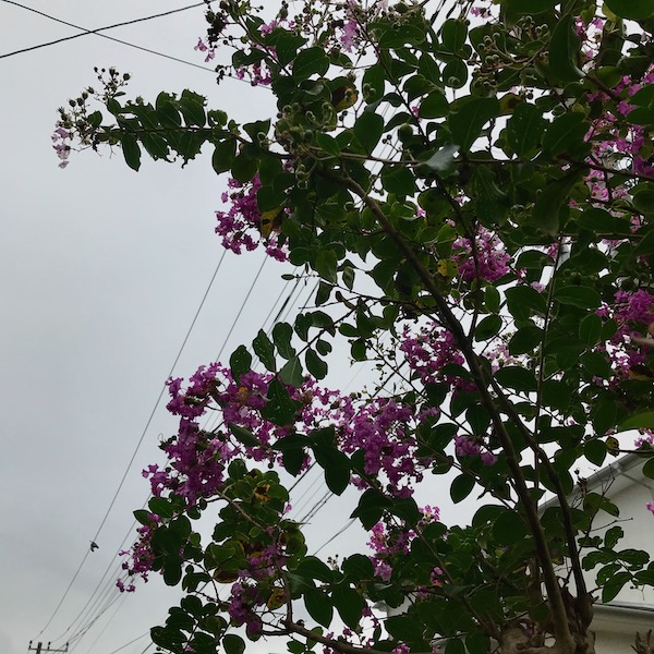 百日紅の花