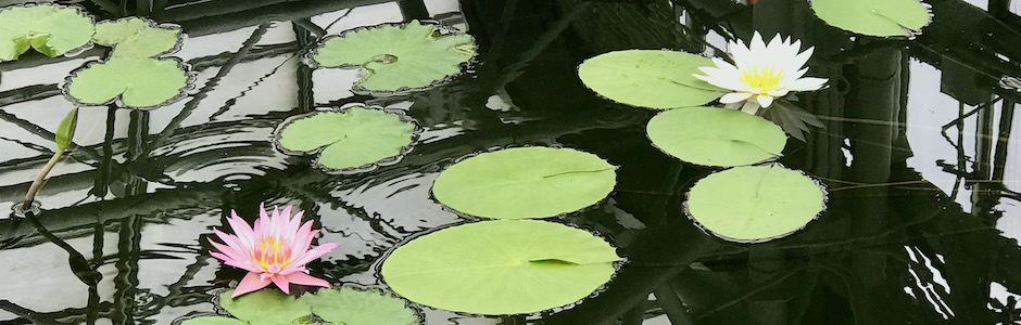 神代植物公園のスイレン室