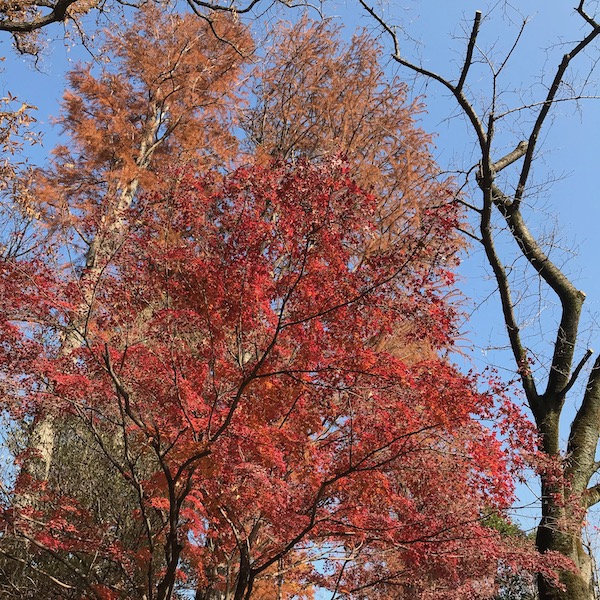 紅葉