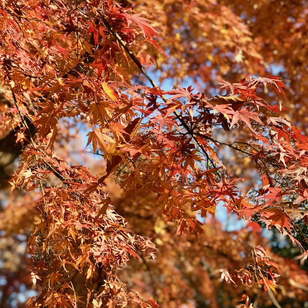 紅葉