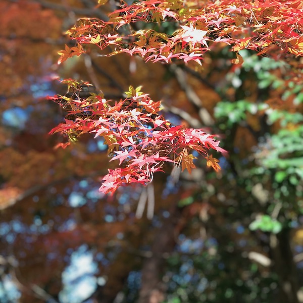紅葉