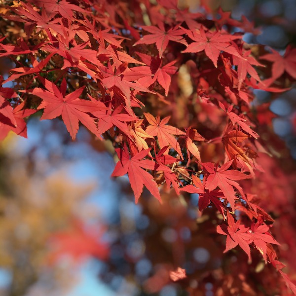 紅葉