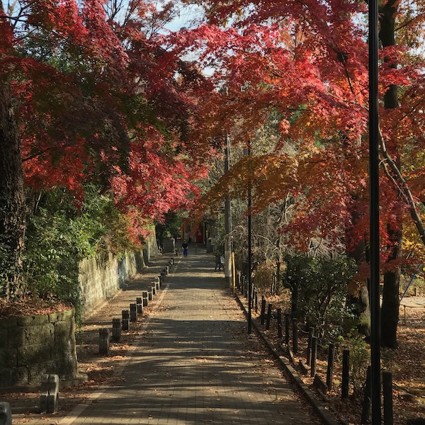 紅葉