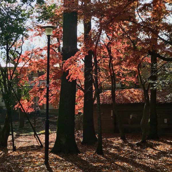 紅葉
