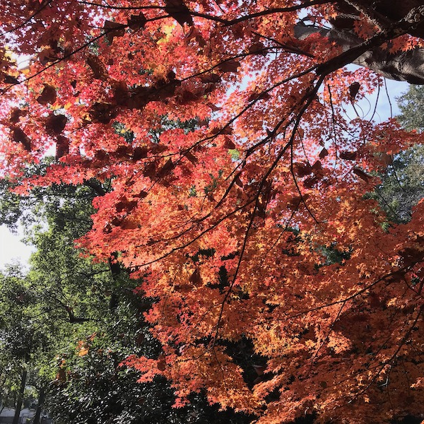 紅葉