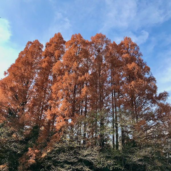 紅葉